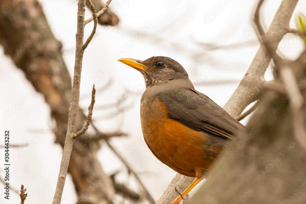 Olive Thrush (Turdus olivaceus) perched on branch close up, Eastern Cape, South Africa Olive Thrush (Turdus olivaceus) perched on branch close up, Eastern Cape, South Africa