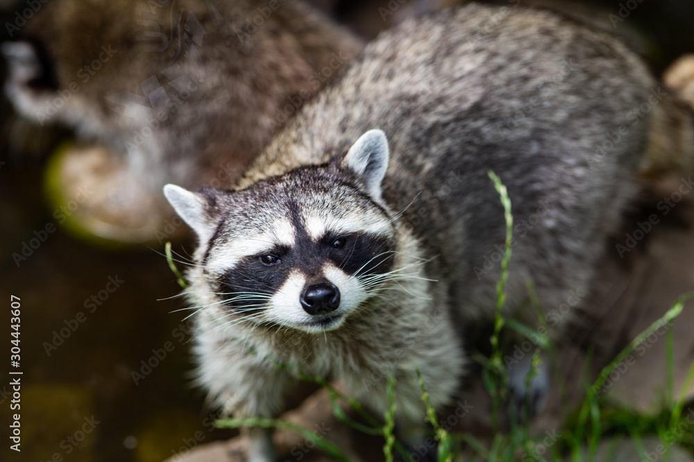 raccoon on tree