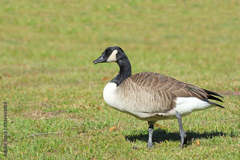 canada goose on green grass canada goose on green grass