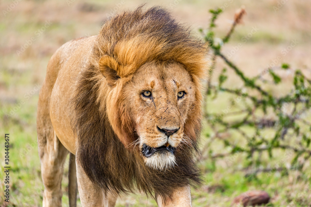 Obraz premium Lions in the masaai mara kenya