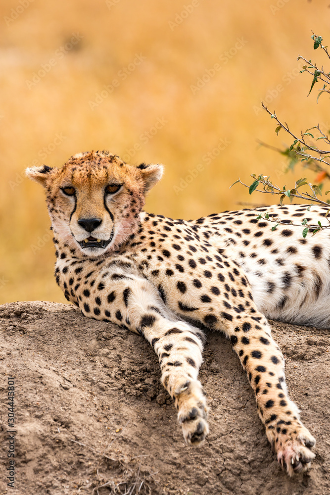 Fototapeta premium Cheetah relaxing in masai mara