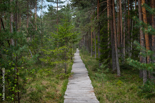 Wooden board road in forest