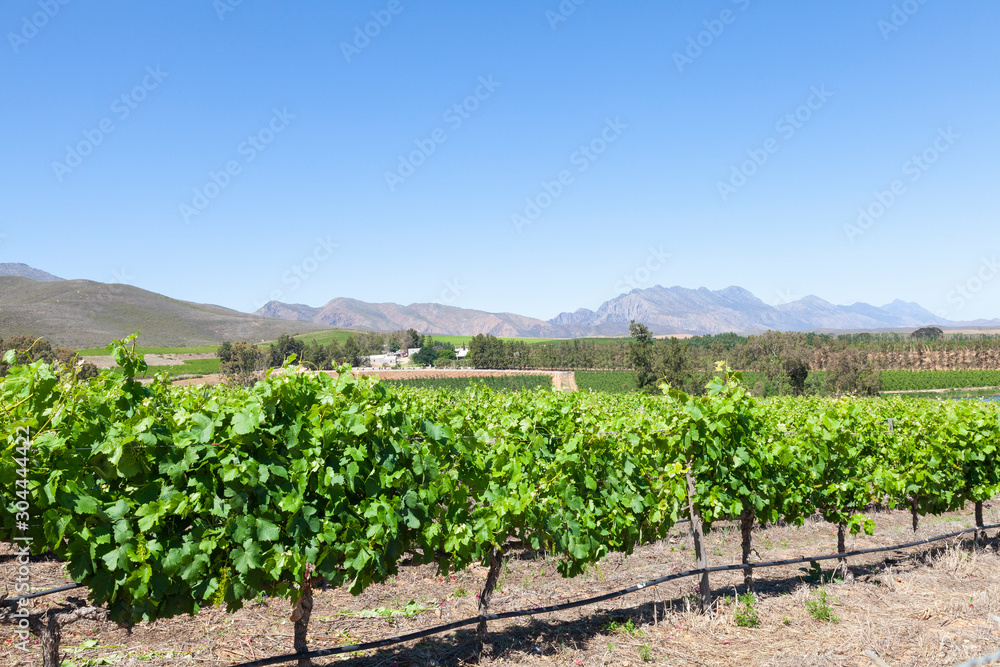 Robertson Wine Valley, Western Cape, South Africa  in spring