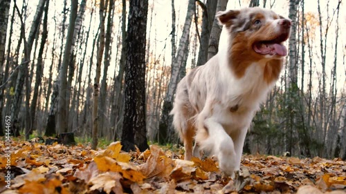 Beautiful Australian Shepard Dog playing in autumn forest . on a walk with Nice cute breed dog, training a dog command in a autumn landscape.