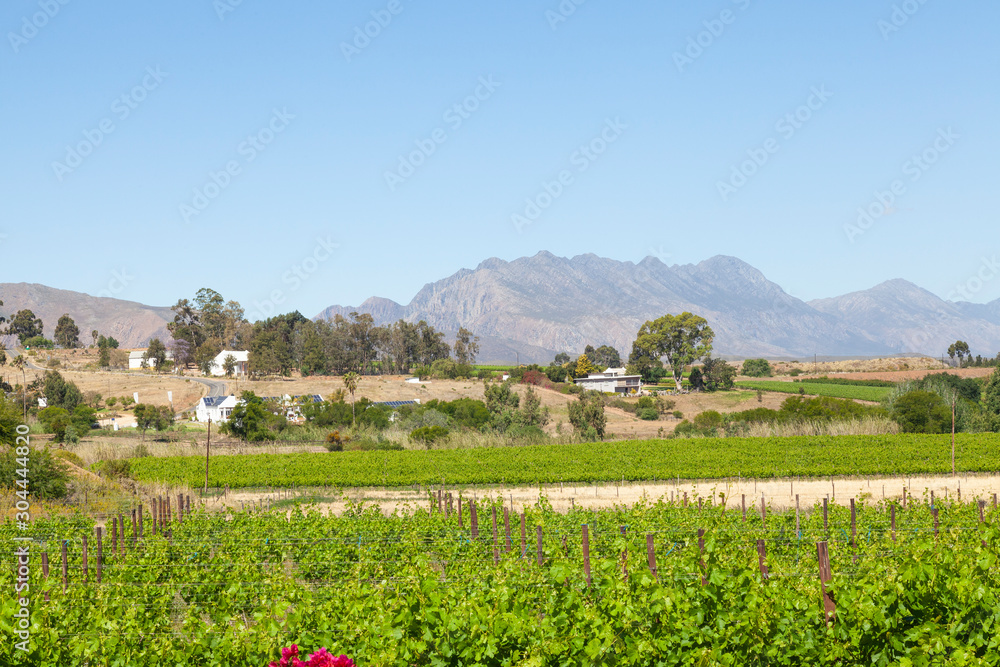 Robertson Wine Valley, Western Cape Winelands , Breede River Valley, South Africa  in spring