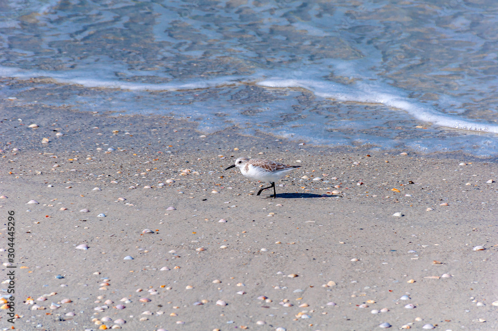 Seagull walking on the sand looking for food, on a sunny morning. Bell Air Beach, Florida, USA Seagull walking on the sand looking for food, on a sunny morning. Bell Air Beach, Florida, USA