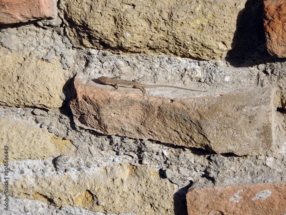 Fototapeta premium lizard on an old brick wall