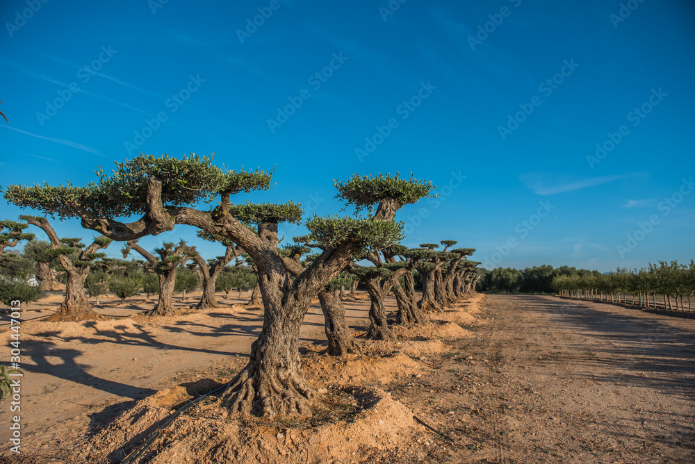 Olive trees in a row. Plantation and cloudy sky Olive trees in a row. Plantation and cloudy sky