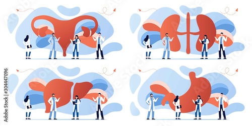 Doctor and human internal organ set. Anatomy concept. Uterus, kidneys, stomach and liver. Therapist make diagnosis. anatomical and medical inner organs disease treatment. Pharmacy research system