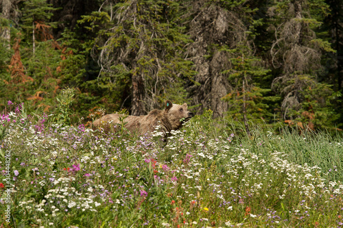 A grizzly bear in a field of wildflowers