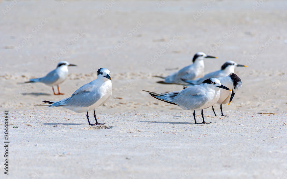 Seagulls on the sand at the beach, looking for food and relaxing under the sun. Bell Air Beach, Florida, USA. Seagulls on the sand at the beach, looking for food and relaxing under the sun. Bell Air Beach, Florida, USA.
