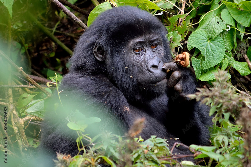 A baby mountain gorilla feeds in Bwindi Impenetrable Forest. A baby mountain gorilla feeds in Bwindi Impenetrable Forest.