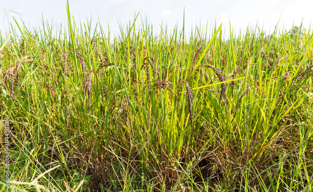 Growing rice berries in the rice field Growing rice berries in the rice field