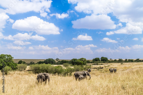 elephants in Masai Mara