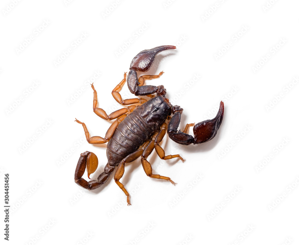 Close-up of a European scorpion, on white background. Close-up of a European scorpion, on white background.