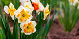 White daffodils with yellow middle in flower garden_