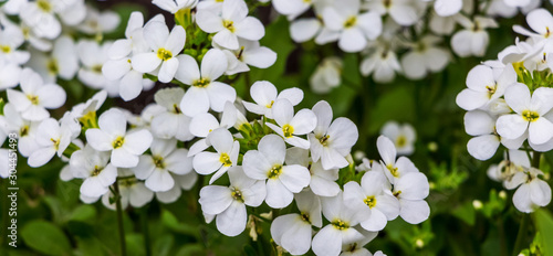 Background of white flowers aubrieta between greenery_ photo