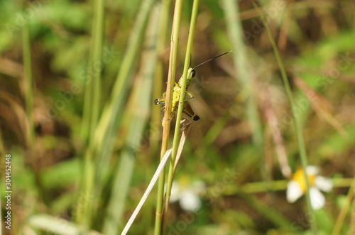 Grasshopper hide in the grass