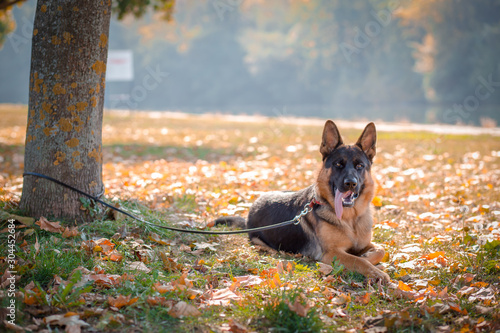 Beautiful German Shepard on the leash in the park. Autumn colors.