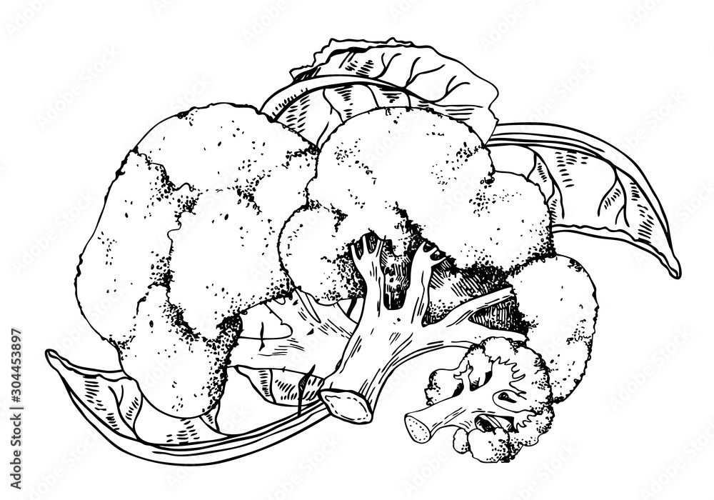 Group of broccoli and leaves. Hand drawn vector outline sketch illustration Group of broccoli and leaves. Hand drawn vector outline sketch illustration