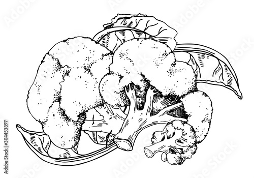 Group of broccoli and leaves. Hand drawn vector outline sketch illustration