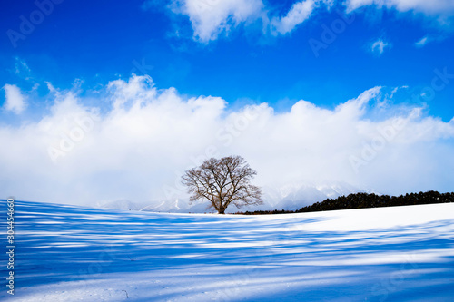 冬の小岩井農場一本桜 photo