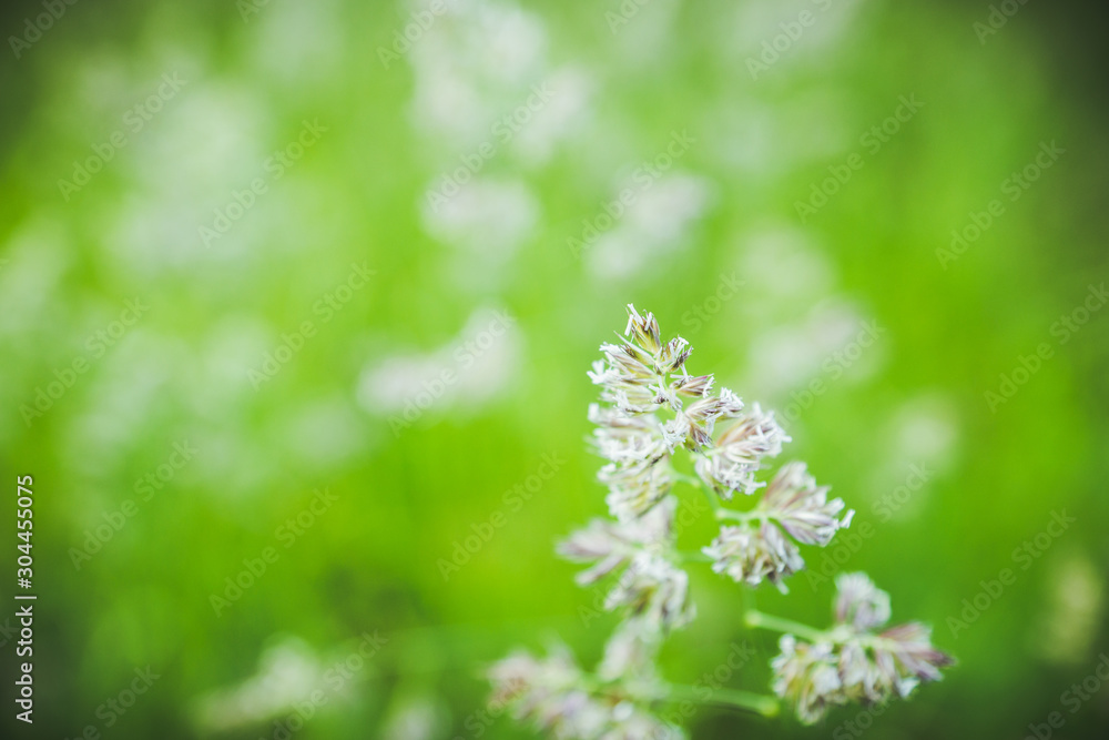 Grass on the field. Selective focus. Shallow depth of field. Grass on the field. Selective focus. Shallow depth of field.