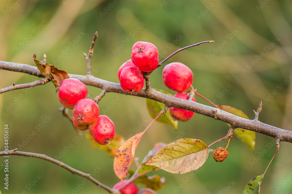 Small fruits ripe red apples on the tree Small fruits ripe red apples on the tree