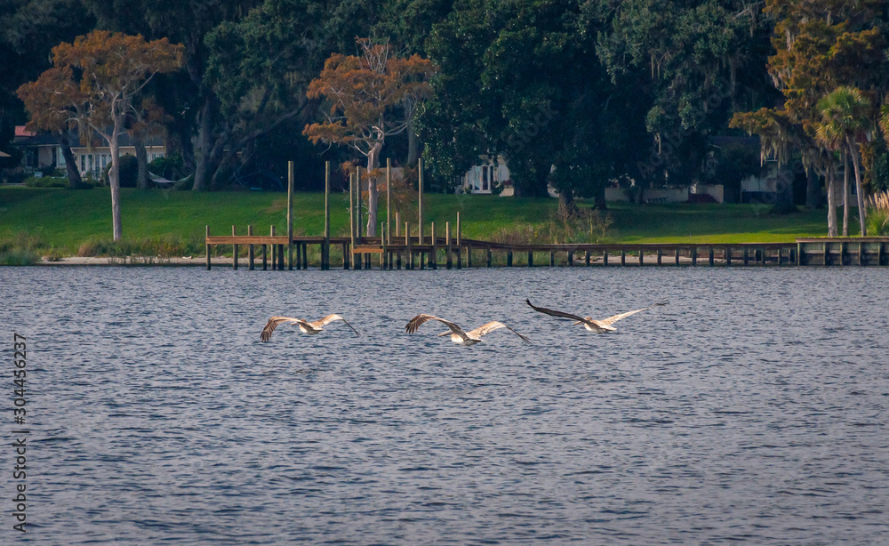 Several pelicans flying over the water, on the St. John's river, Jacksonville, Florida, USA.