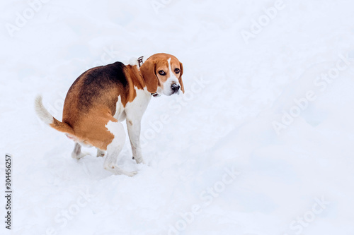 Beagle dog on a walk in the winter forest. Digestion problem in a dog. The dog cannot go to the toilet. Health problems in domestic pets.