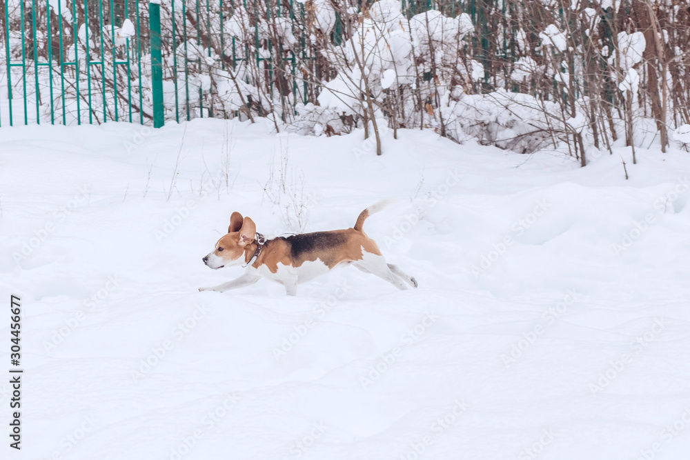 Beagle dog on a walk in the winter forest. Dog on a winter hunt. A hunting dog runs through a snowy park in cold weather. Beagle dog on a walk in the winter forest. Dog on a winter hunt. A hunting dog runs through a snowy park in cold weather.