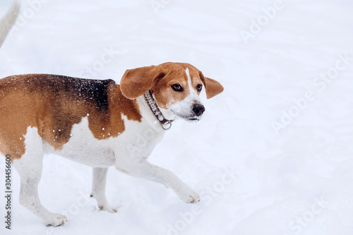 Beagle dog on a walk in the winter forest. Dog on a winter hunt. A hunting dog runs through a snowy park in cold weather.