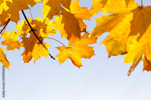 yellow foliage of deciduous maple