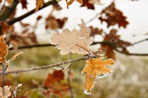 Photos braune verdorrte  gefrorene Eichenblätter im Dezember