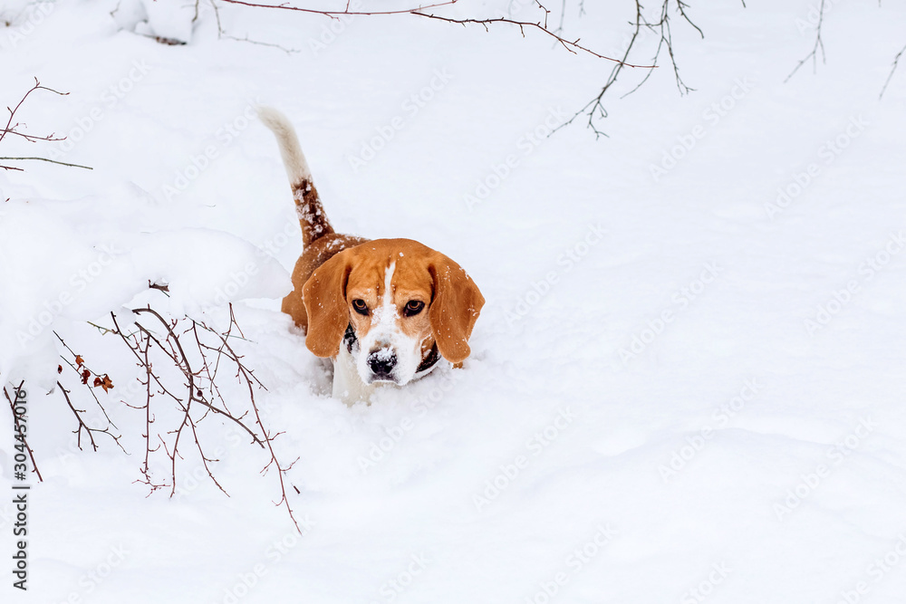 Beagles and cold deals weather