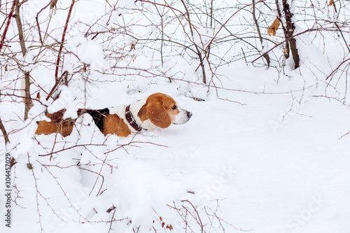 Fototapeta Naklejka Na Ścianę i Meble -  Beagle dog on a walk in the winter forest. Dog on a winter hunt. A hunting dog runs through a snowy park in cold weather.