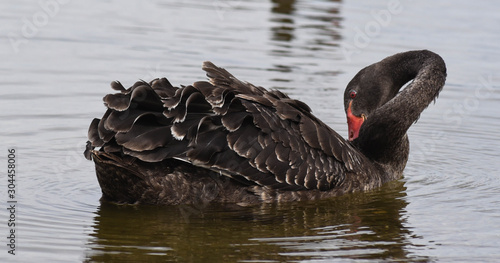 black swans from Rotorua new zealand