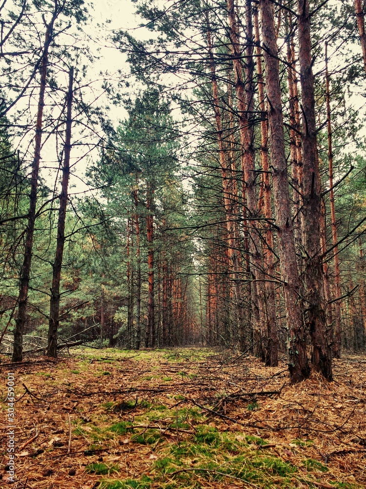 Obraz premium forest 