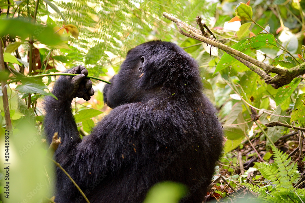 Obraz premium A gorilla mother feeds in Bwindi Impenetrable Forest.