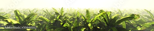 Φωτογραφία Panorama of a banana grove in the fog.