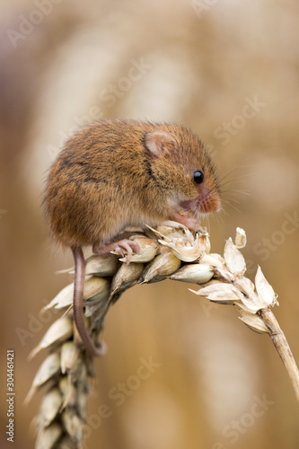Harvest Mouse ( Micromys minutus ) sitting on ear of Corn, Cornwall, UK