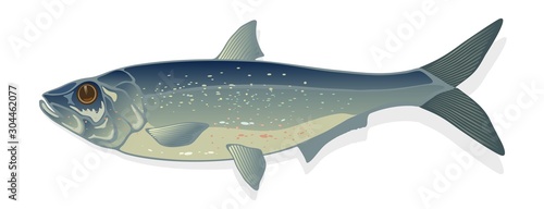 Raw, salted or marinated herring. Ocean and marine fishes harvested for their meat and eggs. Vector cartoon illustration isolated on white background for cooking, biological, ecological projects.