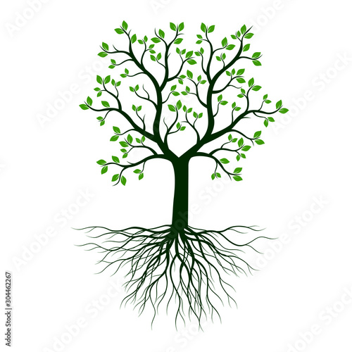 Green Tree with Leaves and Roots. Vector outline illustration on white background.
