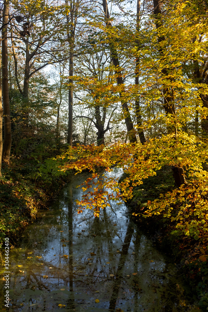 Ditch through a forest with overhanging branches with leaves in autumn colors