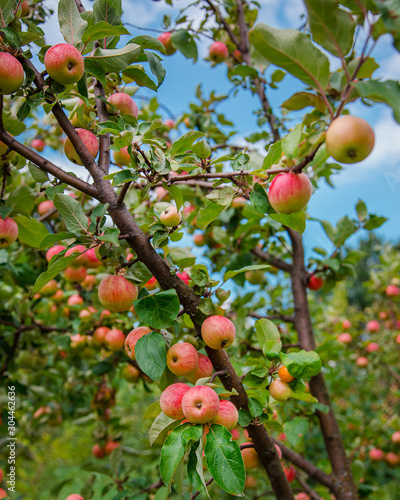 Red ripe apples on a tree. Growing organic fruits on the farm.