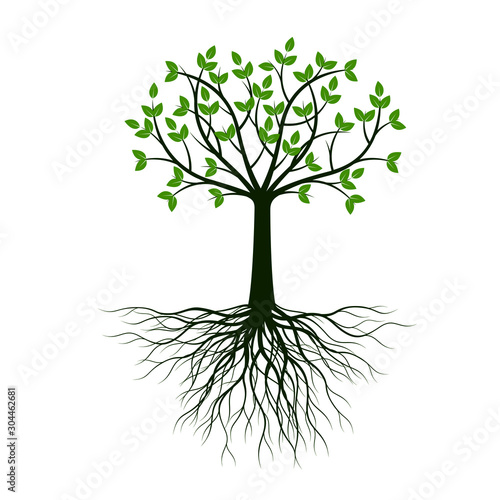 Green Tree with Leaves and Roots. Vector outline illustration on white background.