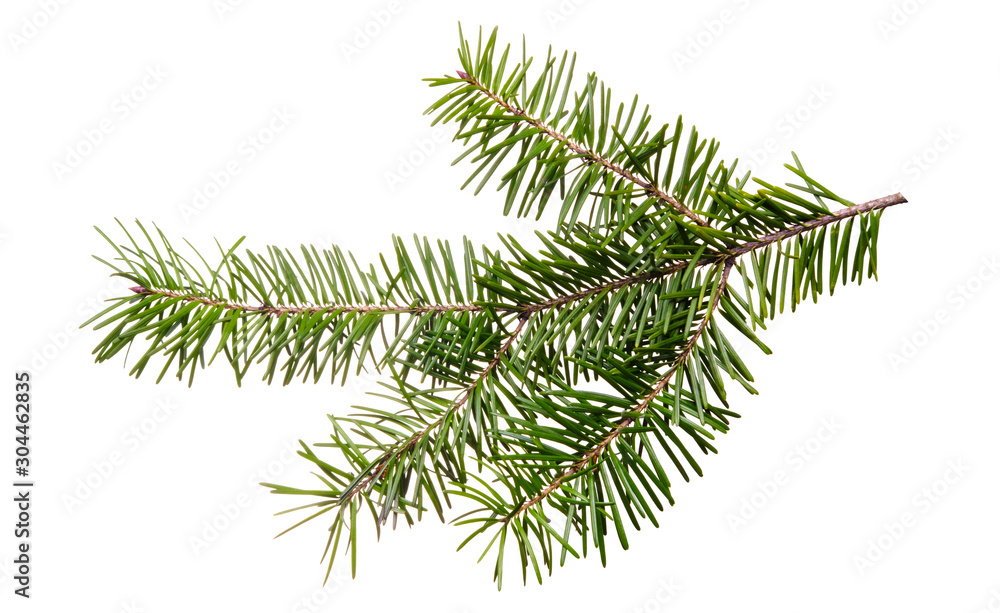 Fototapeta premium Fir tree branch isolated on white background