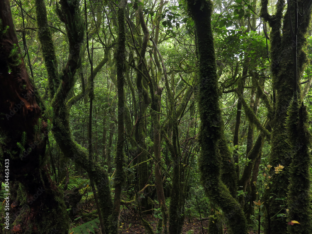 Laurel forest Laurel forest