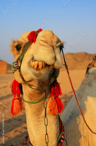 Obraz wielbłąd na pustyni