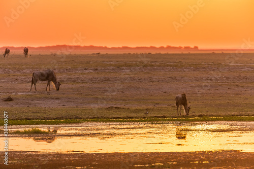 sunset in african national parc